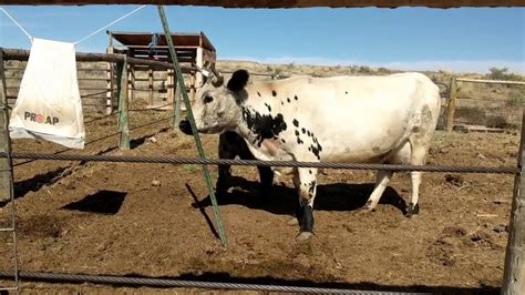 How To Make A Dust Bag For Cattle