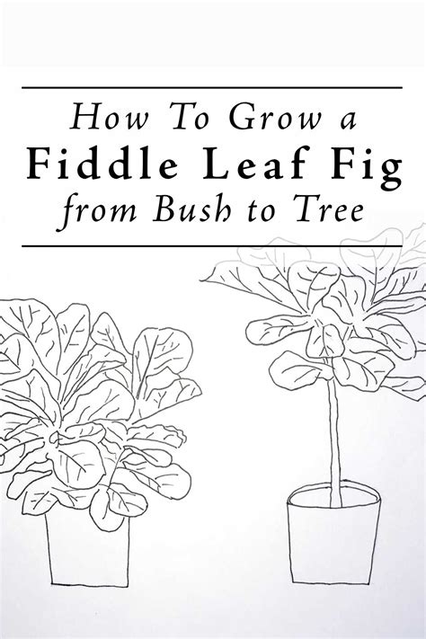 How To Make A Fiddle Leaf Bush Into A Tree
