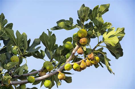 How To Make A Fig Tree From A Branch