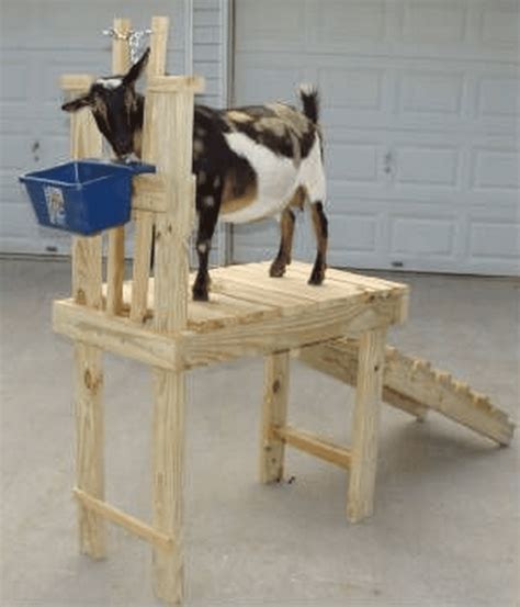 how to make a goat milking stand