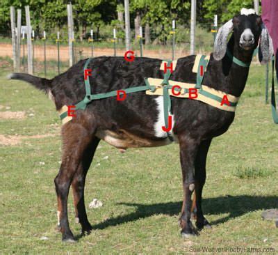 How To Make A Goat Pulling Harness
