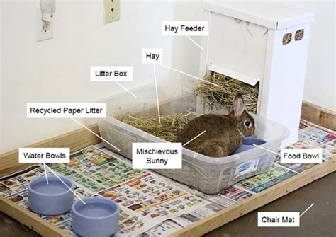 How To Make A Homemade Rabbit Litter Box