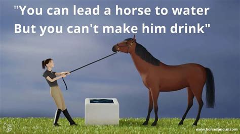 how to make a horse drink