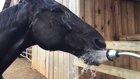 how to make a horse drink more water