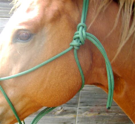 how to make a horse halter