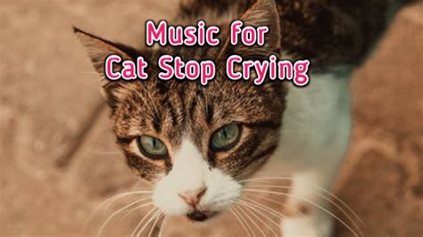 how to make a kitten stop crying