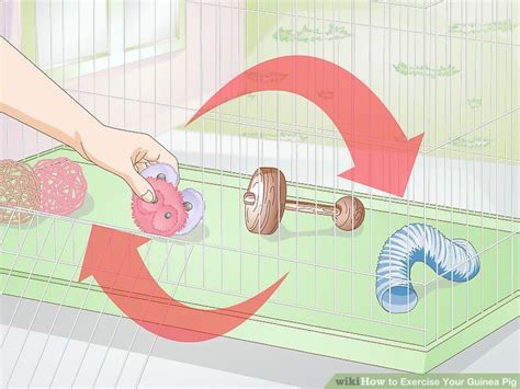 How To Make A Lazy Guinea Pig Exercise