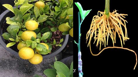how to make a lemon tree branch out