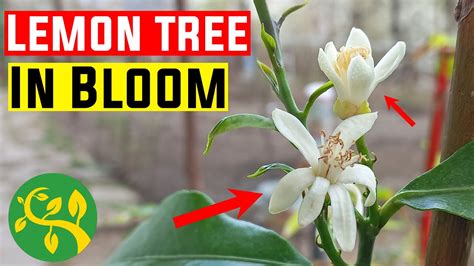 how to make a lime tree flower