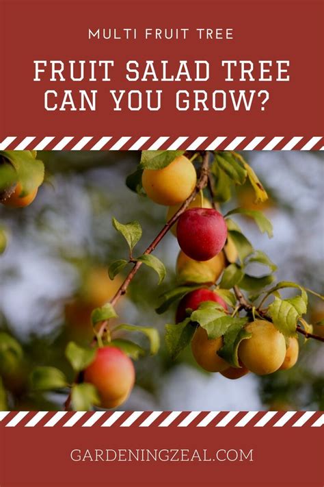 How To Make A Multi Fruit Tree