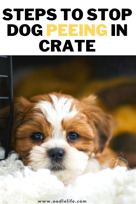 How To Make A Puppy Stop Peeing In The Crate
