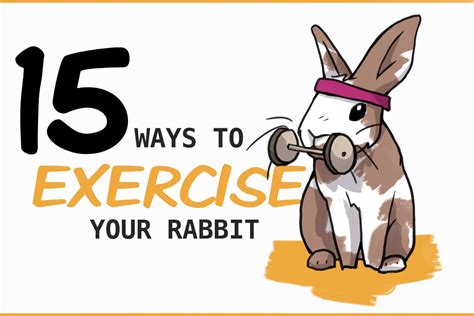 How To Make A Rabbit Exercise