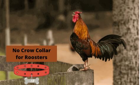 how to make a rooster collar