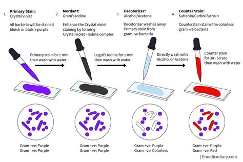 how to make a smear for gram staining