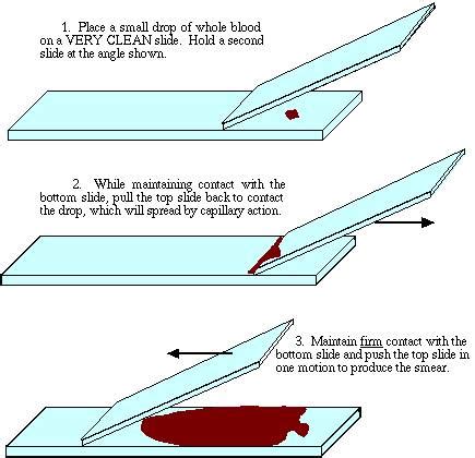 how to make a smear slide