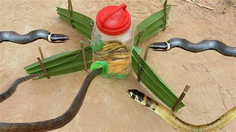 How To Make A Snake Trap Easy