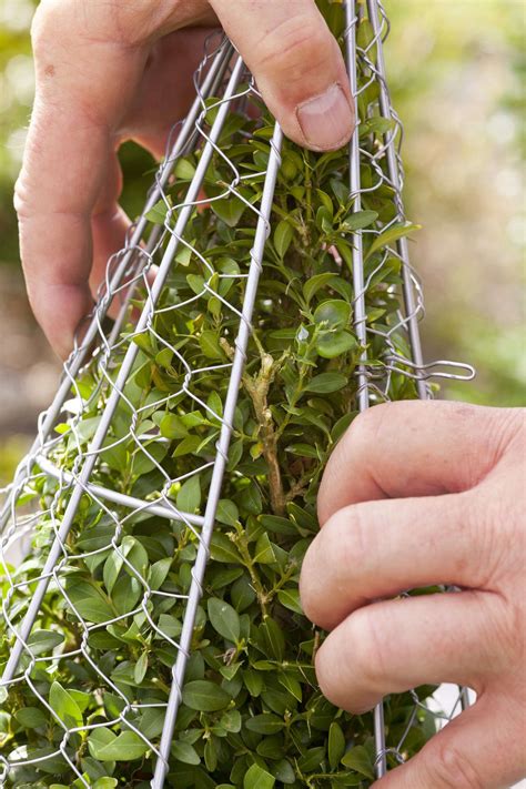 How To Make A Topiary Wire Frame