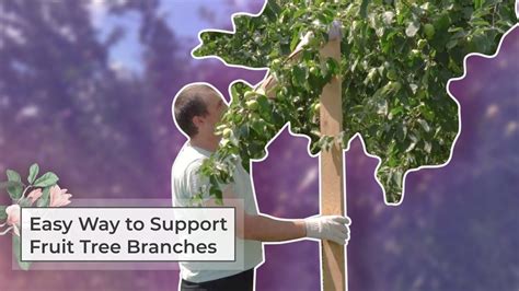 How To Make A Tree Limb Support