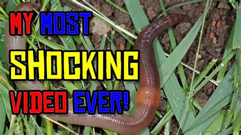how to make a worm shocker