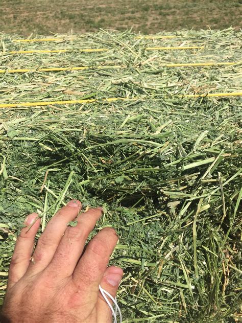 how to make alfalfa hay
