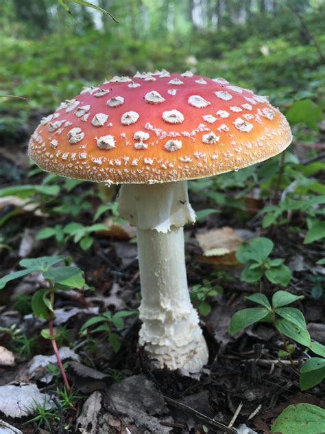 how to make amanita muscaria not poisonous