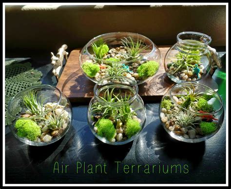how to make an air plant terrarium