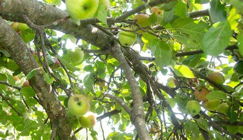 How To Make Apple Tree From Branches
