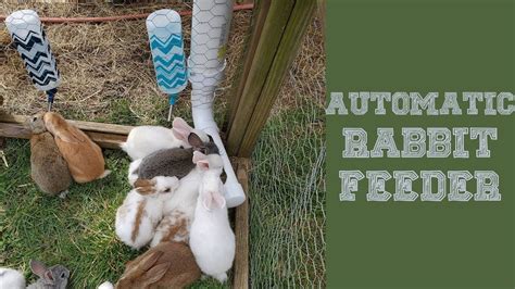 How To Make Automatic Rabbit Feeder