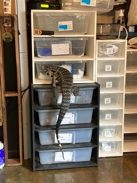 How To Make Ball Python Rack System