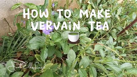 how to make blue vervain tea
