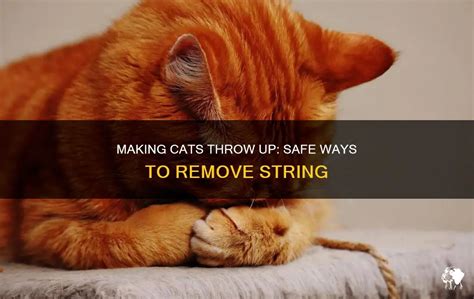How To Make Cat Throw Up String