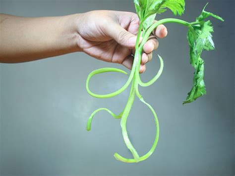 How To Make Celery Sticks Curl
