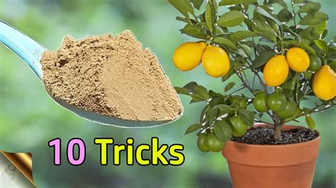 how to make citrus tree bloom