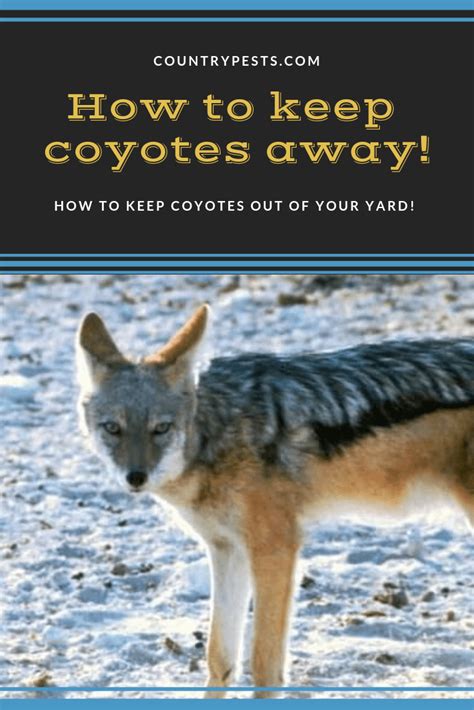 how to make coyotes go away