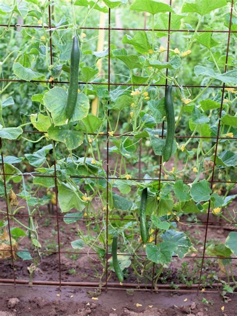 How To Make Cucumbers Climb A Trellis