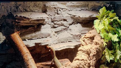 How To Make Custom Reptile Backgrounds