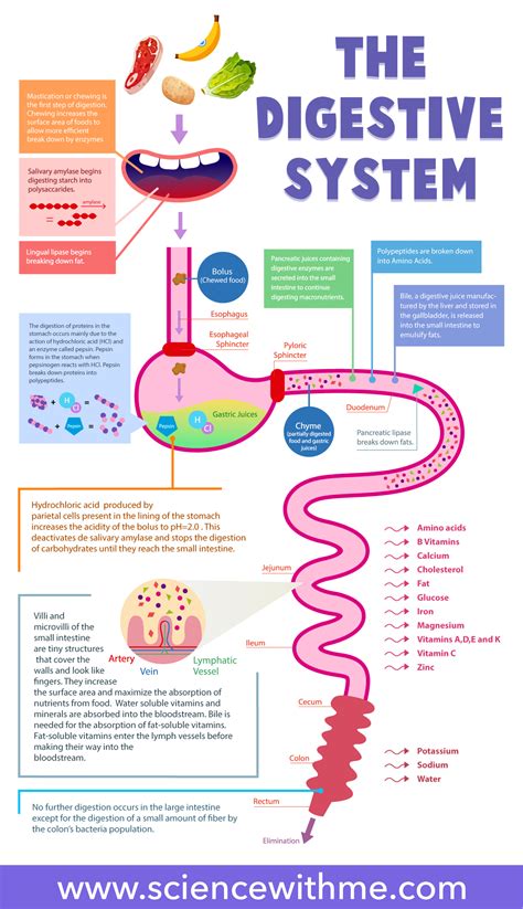 how to make digestive system work faster