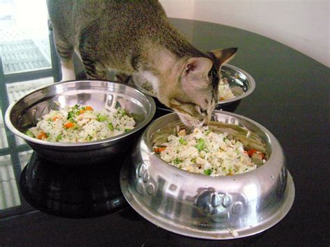how to make dry cat food at home