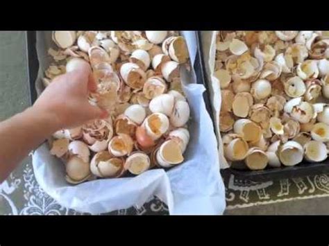 How To Make Egg Shell Grit