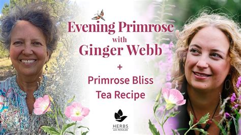 How To Make Evening Primrose Tea