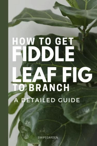 How To Make Fiddle Leaf Fig Branch Out