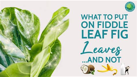 How To Make Fiddle Leaves Shiny