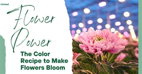 How To Make Flowers Bloom Quickly