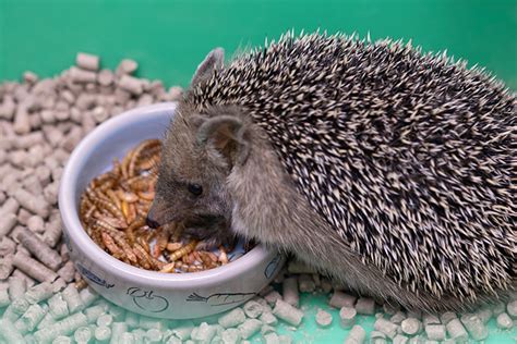 how to make hedgehog food