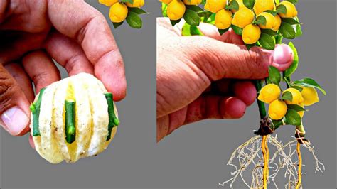 How To Make Lemon Tree