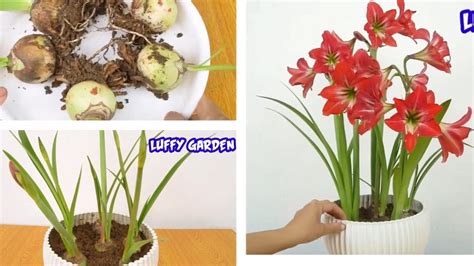 how to make lilies bloom