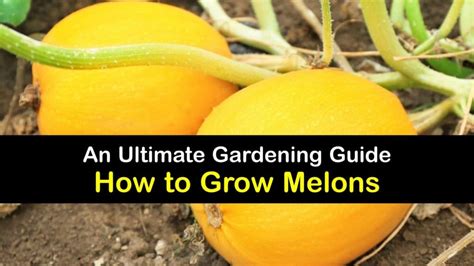 How To Make Melons Grow Faster