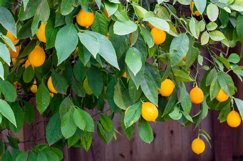 How To Make Meyer Lemon Tree Fruit
