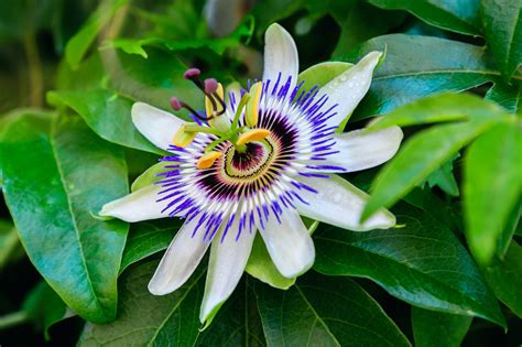 how to make passion flowers bloom