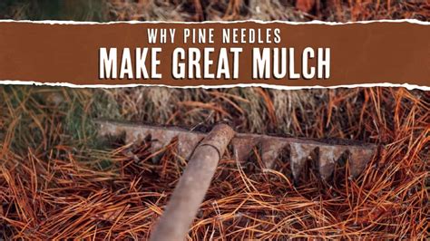 How To Make Pine Needle Mulch